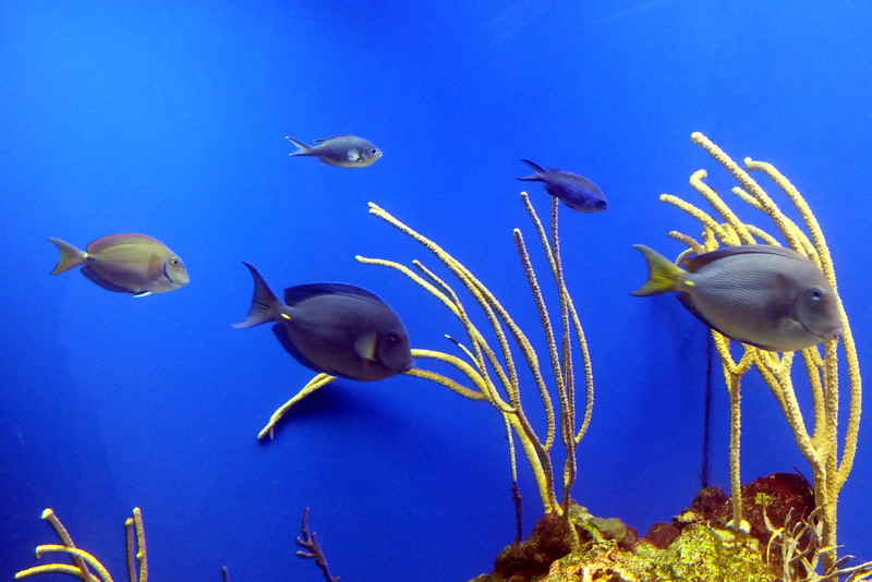 74839-fish21118-c.jpg